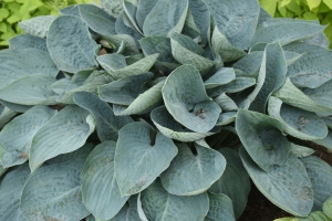 Above the Clouds, Hosta